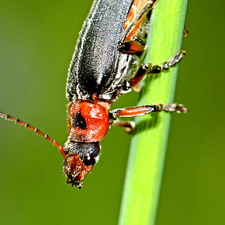 insekt, makro, dyr, dyreliv, antenne, vinge, fauna, natur, et dyr, dyre temaer, grøn farve, tæt på, dyr i naturen, hvirvelløse, bille, fokus på forgrunden, dag, ingen mennesker, plante, udendørs, dyreadfærd, selektiv fokusering, zoologi, 1080P, CC0, offentligt domæne, royaltyfrie