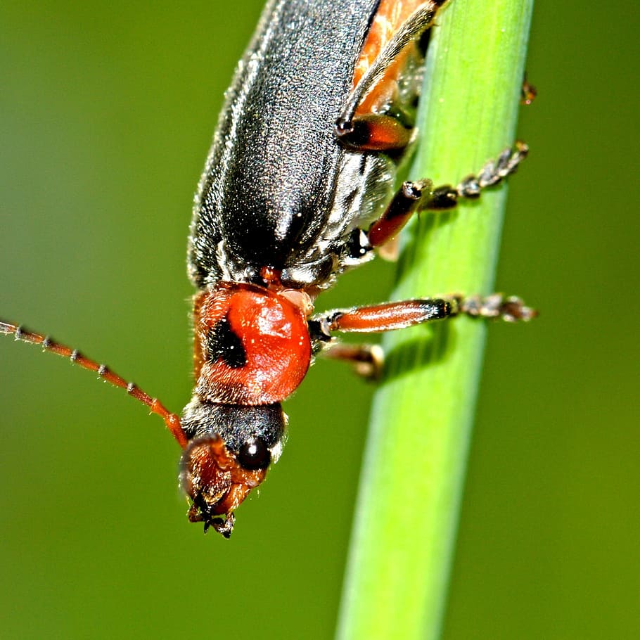 insekt, makro, dyr, dyreliv, antenne, vinge, fauna, natur, et dyr, dyre temaer, grøn farve, tæt på, dyr i naturen, hvirvelløse, bille, fokus på forgrunden, dag, ingen mennesker, plante, udendørs, dyreadfærd, selektiv fokusering, zoologi, 1080P