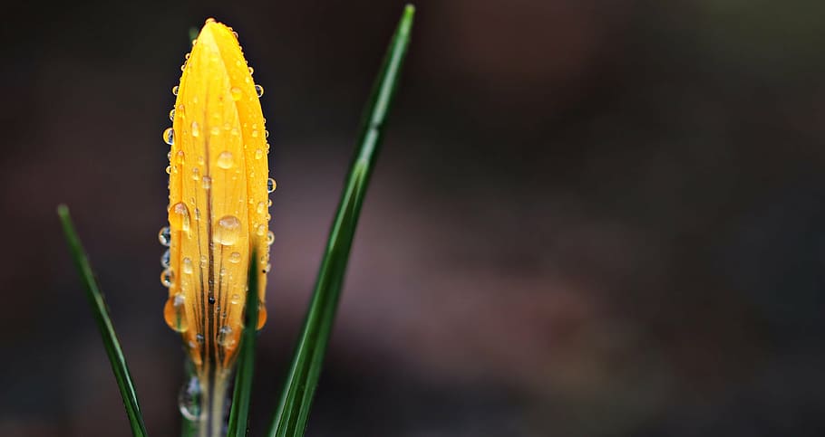 avvicinamento, foto, giallo, Germoglio, gocce d'acqua, croco, fiore, goccia di pioggia, primavera, fiore primaverile, fioritura precoce, Buhen, natura, frühlingsanfang, croco primaverile, risveglio di primavera, flora, l'inizio della primavera, croco giallo, umore, presagio di primavera, bellissimo, croco con gocce di pioggia, carta geografica, biglietto d'auguri, cartolina, gocciolare, goccia d'acqua, crescita, pianta di cereali, pianta, all'aperto, nessuno, giorno, freschezza, far cadere, bellezza nella natura, acqua, concentrarsi sulle conoscenze acquisite, bagnato, fragilità, vulnerabilità, colore verde, pianta fiorita, cibo e bevande, 4K