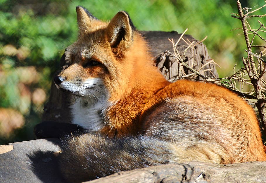 marró, gris, guineu, durant el dia, fuchs, guineu vermell, depredador, pèl vermellós, pell, animal salvatge, animal, animals del bosc, bonic, vermellós, zoo, parc natural, observació de wildpark, mamífer, fauna animal, un animal, animals a la natura, vertebrats, cap gent, relaxació, dia, naturalesa, a l'aire lliure, pèl d’animals, centrar-se en primer pla, assegut, cabell, vista lateral, vista del perfil, 4K