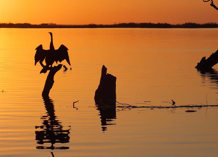 posta de sol, aigües, reflexió, silueta, grua, chobe, aigua, animal, temes d'animals, cel, vertebrats, color taronja, llac, naturalesa, davant del mar, bellesa a la natura, grup d’animals, mamífer, animals domèstics, nacional, animals a la natura, a l'aire lliure, 2K