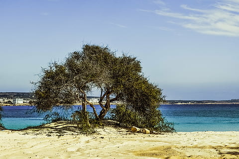 Baum, Strand, Sand, Blau, Insel, Landschaft, Makronissos Strand, Ayia napa, Zypern, Meer, draußen, Tag, Himmel, Wasser, Natur, keine Leute, Land, Pflanze, Schönheit in der Natur, Ruhe, ruhige Szene, Szenen - Natur, Sonnenlicht, Nicht-städtische Szene, Wachstum, 5K, CC0, gemeinfrei, lizenzfrei