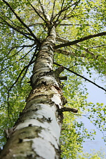 Birke, Baum, Wald, Bäume, Grün, Pflanze, Landschaft, die Rinde, Baumstämme, konary, Laub, Baumrinde, Borke, Weiß, Himmel, gesegnet, Wolken, Blau, weißes Licht Solar, Baumstamm, Kofferraum, Flachwinkelansicht, Natur, Ast, Wachstum, keine Leute, Ruhe, Schönheit in der Natur, Tag, Land, draußen, selektiver Fokus, Fokus auf den Vordergrund, große Höhe, grüne Farbe, direkt darunter, Baumkrone, 4K, CC0, gemeinfrei, lizenzfrei