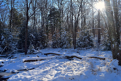 hiver, neige, forêt, des arbres, la nature, du froid, gel, paysage, saison, en plein air, parc, Météo, température froide, arbre, plante, terre, tranquillité, couvrant, beauté dans la nature, paysages - nature, couleur blanche, personne, lumière du soleil, arbre nu, scène tranquille, scène non urbaine, journée, des bois, montagne au sommet enneigé, 4K, CC0, domaine public, libre de droits