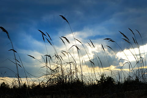sky, clouds, field, silhouette, daylight, grass, grassland, plant, reed, sunlight, wind, cloud - sky, beauty in nature, growth, scenics - nature, nature, land, tranquility, tranquil scene, sunset, no people, landscape, environment, agriculture, rural scene, outdoors, 4K, CC0, public domain, royalty free