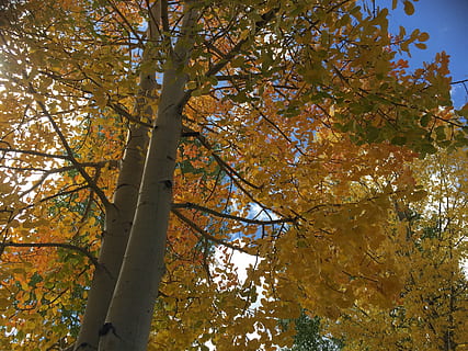 fallen, Bäume, Colorado, Baum, Herbst, Pflanze, Veränderung, Flachwinkelansicht, Ast, Natur, Wachstum, Schönheit in der Natur, keine Leute, Tag, Baumstamm, Kofferraum, draußen, Ruhe, orange Farbe, Blatt, Pflanzenteil, Gelb, Land, Baumkrone, Ahornblatt, natürlicher Zustand, 2K, CC0, gemeinfrei, lizenzfrei