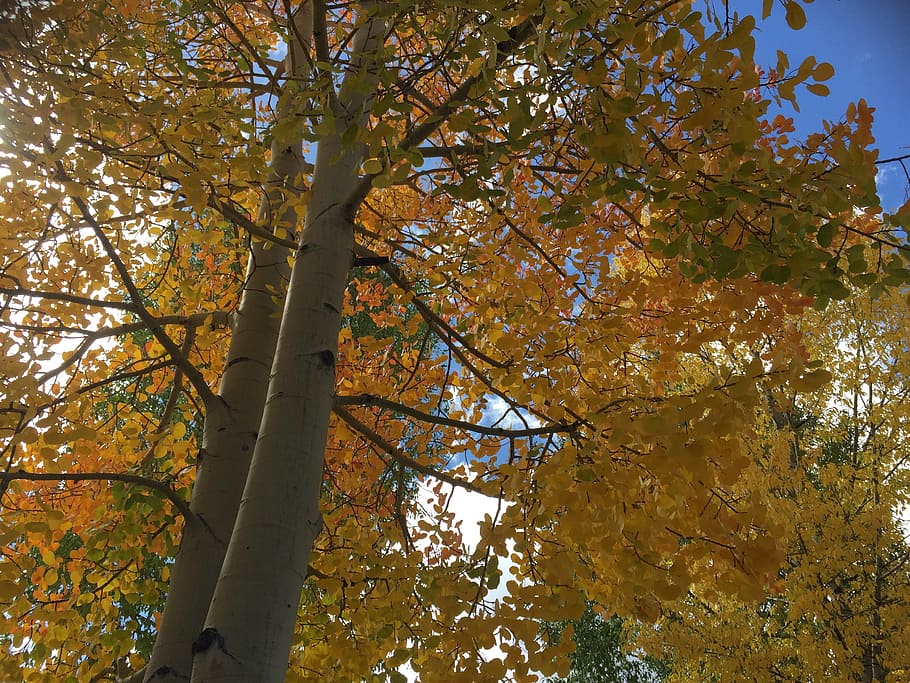 fallen, Bäume, Colorado, Baum, Herbst, Pflanze, Veränderung, Flachwinkelansicht, Ast, Natur, Wachstum, Schönheit in der Natur, keine Leute, Tag, Baumstamm, Kofferraum, draußen, Ruhe, orange Farbe, Blatt, Pflanzenteil, Gelb, Land, Baumkrone, Ahornblatt, natürlicher Zustand, 2K