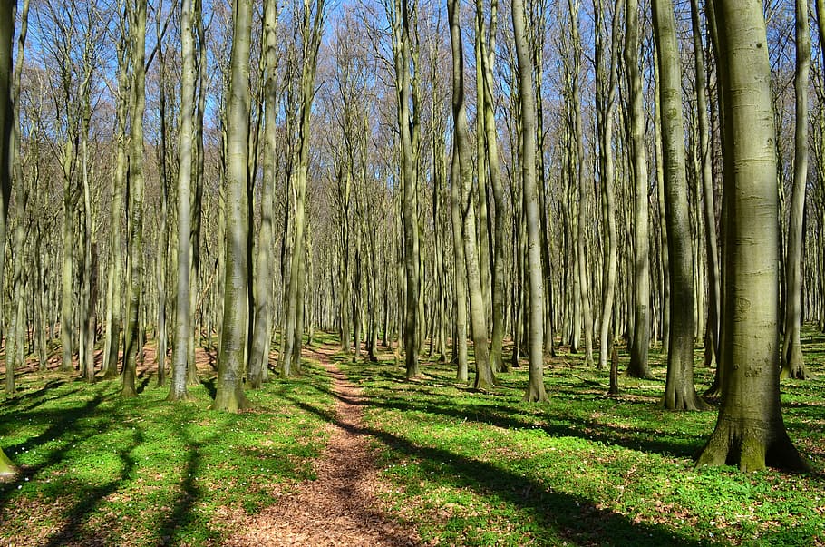 foresta, sentiero nel bosco, foresta costiera, alberi, verde, primavera, Rügen, albero, natura, la tranquillità, tronco d'albero, all'aperto, Paesaggi, giorno, nessuno, bellezza nella natura, pianta, terra, tronco, crescita, bosco, scena tranquilla, luce del sole, colore verde, abbondanza, erba, bambù - pianta, treelined, 2K