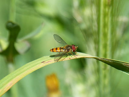 hoverfly, abella falsa, volar, insecte, naturalesa, a l'aire lliure, full, invertebrat, temes d'animals, animal, fauna animal, un animal, animals a la natura, planta, primer pla, color verd, centrar-se en primer pla, ala dels animals, dia, cap gent, herba, bellesa a la natura, part de la planta, creixement, fulla d'herba, 2K, CC0, domini públic, lliure de regalies