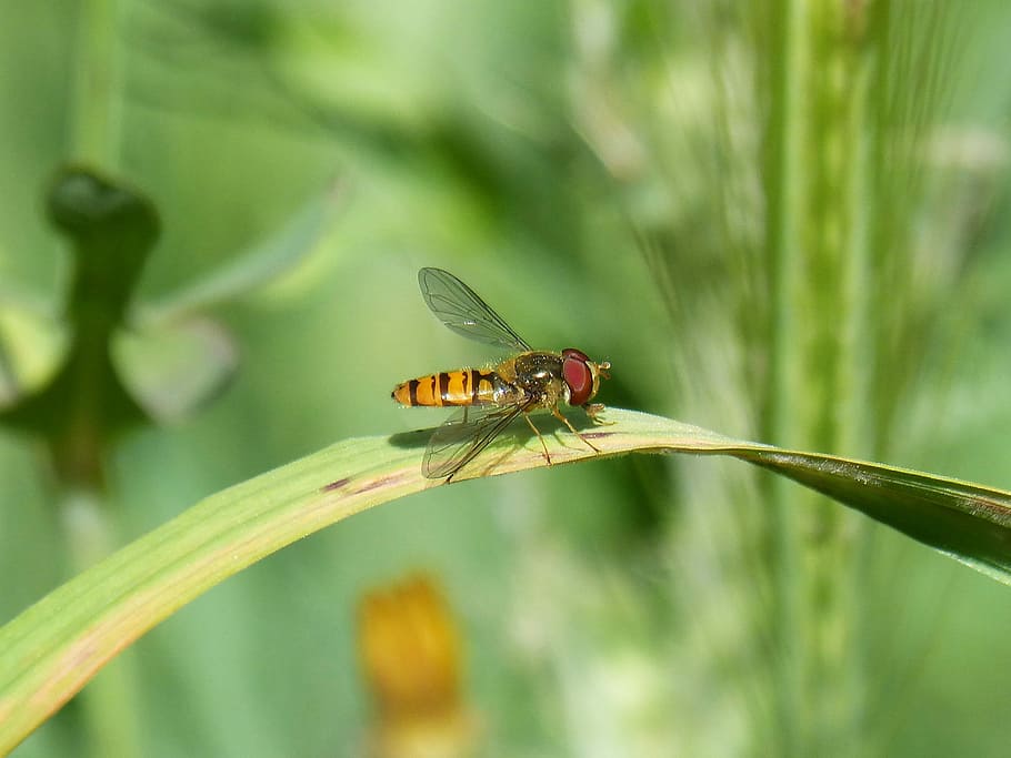 hoverfly, sahte arı, sinek, böcek, doğa, açık havada, Yaprak, omurgasız, hayvan temaları, hayvan, hayvan yaban hayatı, bir hayvan, vahşi hayvanlar, bitki, kapatmak, yeşil renk, ön plana odaklanmak, hayvan kanadı, gün, insansız, çimen, doğada güzellik, bitki bölümü, büyüme, çim bıçağı, 2K