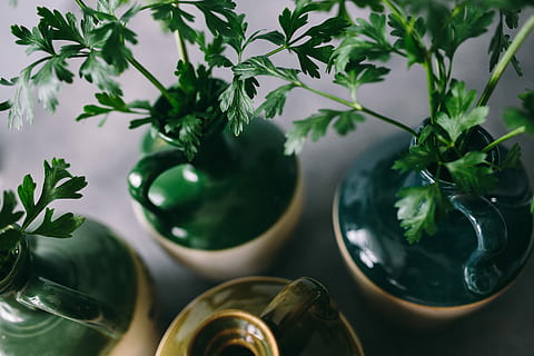 parslel, cucumbers, green, peas, greenery, green peas, vegetables, spices, leaf, plant, green Color, freshness, herb, food, nature, food and drink, no people, drinking glass, drink, close-up, plant part, indoors, table, glass, focus on foreground, growth, glass - material, directly above, 5K