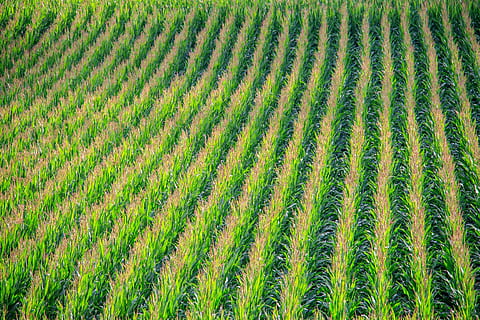 green, field, daytime, close-up photo, cornfield, corn, corn plants, landscape, nature, agriculture, farm, plant, growth, rural Scene, leaf, green Color, outdoors, land, crop, full frame, environment, scenics - nature, tranquility, beauty in nature, backgrounds, no people, tranquil scene, cultivated land, day, plantation, winemaking, 5K, CC0, public domain, royalty free