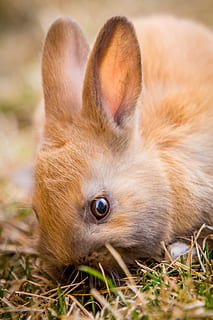 kanin, påske, forår, nuttet, dyr, kæledyr, hare, lille, natur, pels, ferie, pattedyr, dyre temaer, et dyr, indenlandske, ingen mennesker, ungt dyr, tæt på, dyreliv, hvirveldyr, husdyr, plante, Brun, lempelse, jord, dyr i naturen, græs, dag, dyr hoved, bakkenbart, 2K, CC0, offentligt domæne, royaltyfrie