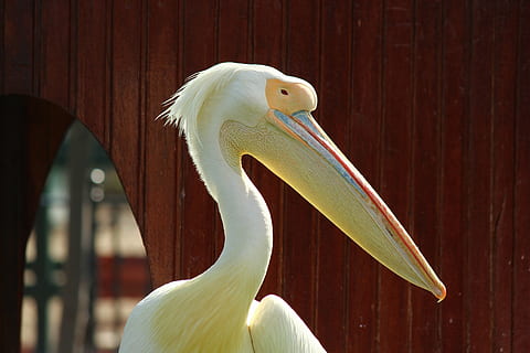 pellicano, zoo, in posa, temi animali, uccello, animale, vertebrato, un animale, animali allo stato selvatico, fauna selvatica, parte del corpo animale, Colore bianco, becco, nessuno, avvicinamento, natura, giorno, bellezza nella natura, testa di animale, all'aperto, concentrarsi sulle conoscenze acquisite, animali in cattività, vista profilo, collo animale, 5K, CC0, dominio pubblico, privo di copyright