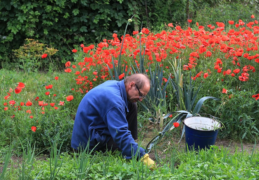 mand, knælende, plantning, blomster, have, arbejde, lugning, senge, valmuer, plante, blomstrende plante, blomst, vækst, en person, herrer, friskhed, natur, skønhed i naturen, skrøbelighed, dag, rigtige mennesker, Mark, sårbarhed, livsstil, arbejder, græs, jord, udendørs, havearbejde, blomsterhoved, blomsterseng, bøje over, 4K