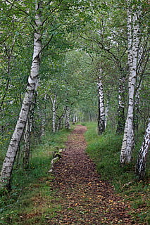 buit, carretera, envoltat, arbres, bedoll, lluny, ruta, camí forestal, passeig marítim, naturalesa, Camí, bosc, senderisme, verd, descans, idil·li, recuperació, arbre, a l'aire lliure, sendera, full, paisatge, planta, terra, tranquil·litat, el camí a seguir, direcció, bellesa a la natura, creixement, cap gent, escena no urbana, dia, escena tranquil·la, tronc de l'arbre, tronc, escenics - natura, color verd, perspectiva decreixent, 4K, CC0, domini públic, lliure de regalies