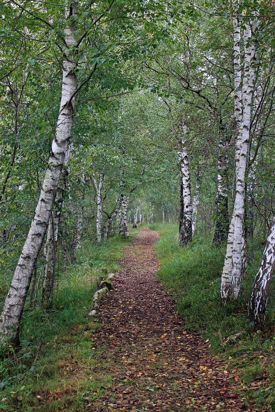 buit, carretera, envoltat, arbres, bedoll, lluny, ruta, camí forestal, passeig marítim, naturalesa, Camí, bosc, senderisme, verd, descans, idil·li, recuperació, arbre, a l'aire lliure, sendera, full, paisatge, planta, terra, tranquil·litat, el camí a seguir, direcció, bellesa a la natura, creixement, cap gent, escena no urbana, dia, escena tranquil·la, tronc de l'arbre, tronc, escenics - natura, color verd, perspectiva decreixent, 4K