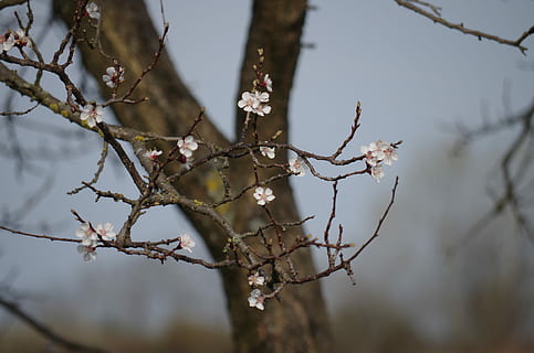 árbol de manzana, floración, primavera, floretes, pequeña, rama, árbol, al aire libre, nadie, día, fauna animal, planta, centrarse en primer plano, naturaleza, belleza en la naturaleza, de cerca, crecimiento, flor, planta floreciendo, enfoque selectivo, fragilidad, vulnerabilidad, ramita, tranquilidad, invierno, temperatura fría, 4K, CC0, dominio público, libre de derechos