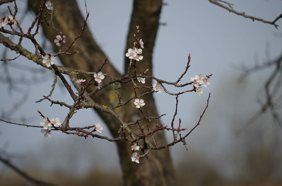 pomera, floració, primavera, floretes, petit, branca, arbre, a l'aire lliure, cap gent, dia, fauna animal, planta, centrar-se en primer pla, naturalesa, bellesa a la natura, primer pla, creixement, flor, planta amb flors, enfocament selectiu, fragilitat, vulnerabilitat, tranquil·litat, hivern, temperatura de fred, 4K