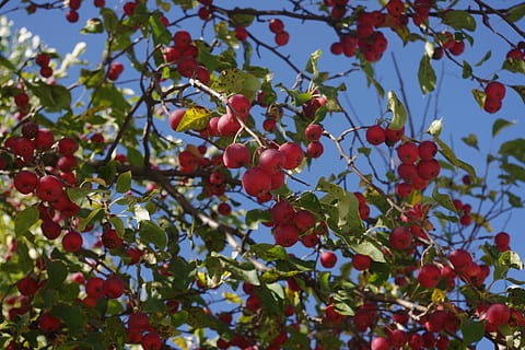 crabapple, strom, červená, ovoce, Červené, ovoce, jídlo a pití, venku, den, Zdravé stravování, jídlo, růst, list, rostlinné části, rostlina, nízký úhel pohledu, svěžest, Příroda, nikdo, blahobyt, krása v přírodě, větev, detail, bobulové ovoce, jeřabinovo, zralý, 2K, CC0, veřejná doména, bez autorských práv