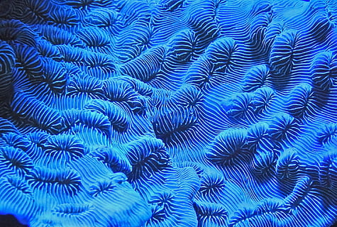 tèxtil blau, naturalesa, macro, patró, resum, corall bioluminiscent, blau, marc complet, animal, fauna animal, cap gent, fons, temes d'animals, animals a la natura, primer pla, sota l'aigua, la vida marina, bellesa a la natura, vertebrats, marí, submarí, mar, patró natural, ecosistema, color turquesa, 2K, CC0, domini públic, lliure de regalies
