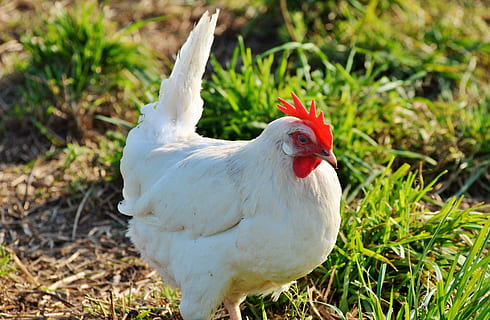 pollo, gallina, pollame, gamma, bestiame, azienda agricola, uccello, polli, animale, agricoltura, natura, temi animali, animali domestici, pollo - uccello, vertebrato, domestico, erba, mammifero, terra, un animale, campo, pianta, Colore bianco, giorno, Gallo, nessuno, all'aperto, 5K, CC0, dominio pubblico, privo di copyright