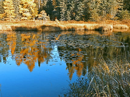 estany, reflexions, tardor, naturalesa, aigua, Minnesota, desert, zones humides, bosc, caure, planta, reflexió, tranquil·litat, arbre, llac, escena tranquil·la, bellesa a la natura, escenics - natura, cap gent, creixement, terra, dia, davant del mar, escena no urbana, herba, a l'aire lliure, 1080P, CC0, domini públic, lliure de regalies