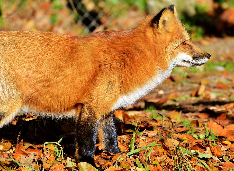 primer pla, marró, blanc, guineu, full, fuchs, guineu vermell, depredador, pèl vermellós, pell, animal salvatge, animal, animals del bosc, bonic, vermellós, zoo, parc natural, observació de wildpark, temes d'animals, un animal, mamífer, vertebrats, fauna animal, vista lateral, terra, cap gent, naturalesa, tardor, animals a la natura, vista del perfil, camp, mascotes, animals domèstics, part del cos dels animals, part de la planta, dia, nacional, a l'aire lliure, cap d’animals, 4K