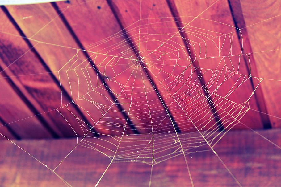 ragnatela, Marrone, di legno, superficie, ragno, web, natura, Halloween, netto, orrore, pauroso, spaventoso, aracnide, modello, decorazione, filo, struttura, macro, fragilità, vulnerabilità, avvicinamento, nessuno, concentrarsi sulle conoscenze acquisite, temi animali, animale, fotogramma intero, modello naturale, all'aperto, invertebrato, bellezza nella natura, giorno, complessità, sfondi, messa a fuoco selettiva, rugiada, 4K