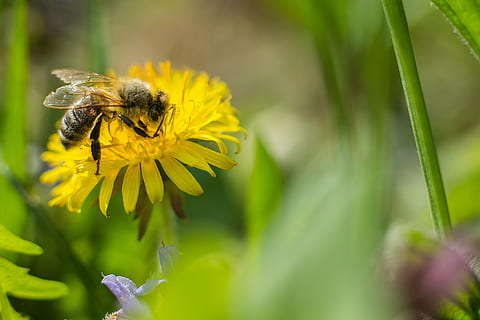 bee, dandelion, flower, pollen, honey bee, close, blossom, bloom, pollination, macro, spring, insect, yellow, nature, sprinkle, animal, wing, garden, summer, honey, animal Wing, close-up, plant, invertebrate, animal wildlife, flowering plant, animal themes, animals in the wild, one animal, beauty in nature, petal, freshness, fragility, growth, flower head, vulnerability, no people, outdoors, springtime, bumblebee, 5K, CC0, public domain, royalty free