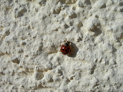 mariquita, insecto, escarabajo, pared, gatear, animales en la naturaleza, animal, temas de animales, fauna animal, un animal, invertebrado, rojo, nadie, día, naturaleza, de cerca, manchado, al aire libre, vista de alto ángulo, pared - característica de la construcción, luz del sol, tierra, 2K, CC0, dominio público, libre de derechos