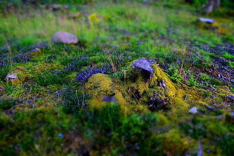 fantasi, skog, skog, glade, fantasi, skog, glade, natur, mose, utendørs, gress, grønn farge, høst, anlegg, blad, skjønnhet i naturen, ingen folk, fargebilde, dyr i naturen, dyre temaer, ett dyr, vekst, selektiv fokusering, dag, land, ro, vann, felt, nærbilde, tre, rolig scene, 5K, CC0, offentlig domene, opphavsrett gratis