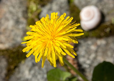 dente di leone, lumaca, conchiglia, giallo, fiore, ranuncolo, francobollo, Buhen, primavera, fiorire, fioritura, pianta fiorita, pianta, freschezza, fragilità, vulnerabilità, bellezza nella natura, avvicinamento, petalo, testa di fiore, crescita, infiorescenza, natura, concentrarsi sulle conoscenze acquisite, nessuno, giorno, all'aperto, 4K, CC0, dominio pubblico, privo di copyright