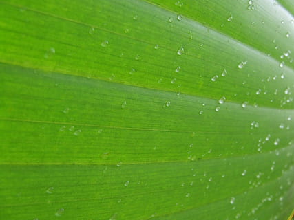 acqua, gocce, fotografia ravvicinata, foglia, sfondo, struttura, macro, lascia cadere le foglie delle piante, pianta, naturale, botanico, biologico, botanica, erba, agricoltura, all'aperto, ambiente, orticoltura, vegetazione, fogliame, verde, noi, natura, colore verde, avvicinamento, far cadere, freschezza, sfondi, rugiada, bagnato, astratto, modello, crescita, estate, goccia di pioggia, fotogramma intero, nessuno, parte vegetale, foglia di banana, bellezza nella natura, foglia di palma, vena fogliare, strutturato, modello naturale, le foglie, 1080P, CC0, dominio pubblico, privo di copyright