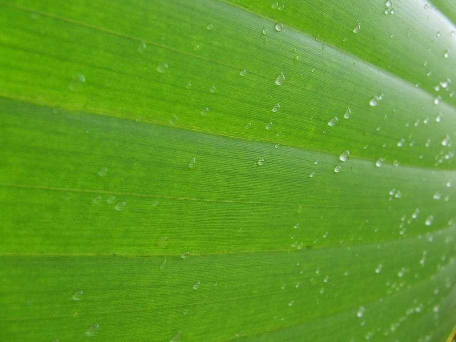 acqua, gocce, fotografia ravvicinata, foglia, sfondo, struttura, macro, lascia cadere le foglie delle piante, pianta, naturale, botanico, biologico, botanica, erba, agricoltura, all'aperto, ambiente, orticoltura, vegetazione, fogliame, verde, noi, natura, colore verde, avvicinamento, far cadere, freschezza, sfondi, rugiada, bagnato, astratto, modello, crescita, estate, goccia di pioggia, fotogramma intero, nessuno, parte vegetale, foglia di banana, bellezza nella natura, foglia di palma, vena fogliare, strutturato, modello naturale, le foglie, 1080P