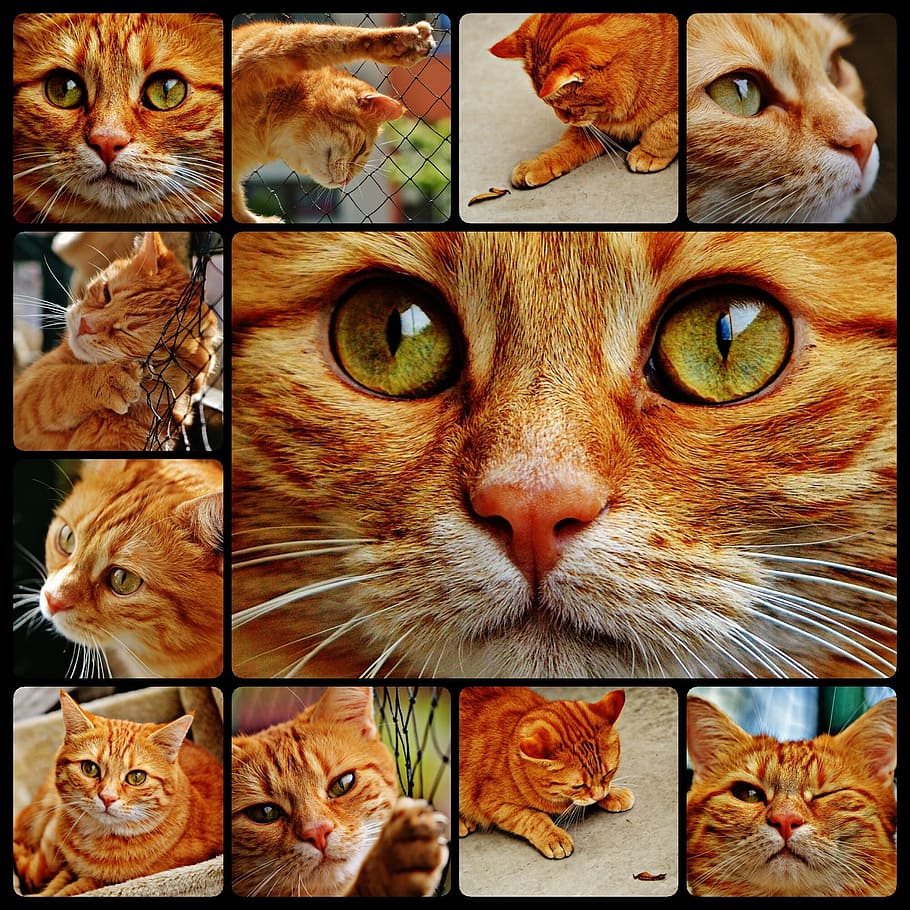 gat, collage, bonic, verat, tigre, vermell, dolç, feliç, animal, gat domèstic, pell, món animal, mascota, adidas, cara de gat, gat jove, juganer, tabby de verat vermell, gatet, gat vermell, mascotes, temes d'animals, animals domèstics, cap gent, bigotis, nacional, felí, mamífer, vertebrats, grup d’animals, primer pla, part del cos dels animals, retrat, cap d’animals, a l'interior, mirant la càmera, compost digital, gat de gingebre, ull d’animals, tabby, nas animal, 1080P
