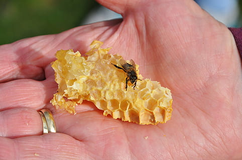 Bie, honning, Combs, insekt, hånd, menneskelig hånd, menneskelig kroppsdel, dyreliv, dyr i naturen, nærbilde, virvelløse, én person, holding, kroppsdel, finger, menneskelig finger, ett dyr, dag, natur, utendørs, 4K, CC0, offentlig domene, opphavsrett gratis