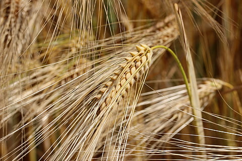 Weizenfeld, Getreide, Spitze, Ernte, Weizen, Feld, Landwirtschaft, Feldfrüchte, Ohr, Getreidepflanze, Natur, Wachstum, Nahansicht, Pflanze, keine Leute, Fokus auf den Vordergrund, Tag, selektiver Fokus, draußen, Land, Gerste, Weizenähre, Essen und Trinken, ländliche Szene, Lebensmittel, Roggenkorn, 5K, CC0, gemeinfrei, lizenzfrei