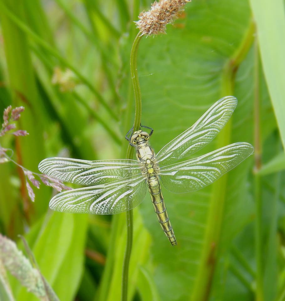 libelulă, insectă, închide, macro, aripi, plantă, animal, nevertebrat, animale tematice, animale în sălbăticie, animale sălbatice, un animal, a închide, să se concentreze asupra primelor elemente, Culoarea verde, natură, animal aripă, nici o persoana, frunze, creştere, frumusețe în natură, parte a plantelor, zi, în aer liber, 2K