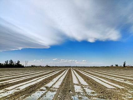 wind, cotton fields, land, cloud, agriculture, nature, farm, rural Scene, field, sky, cloud - sky, environment, landscape, vanishing point, transportation, road, no people, day, horizon over land, scenics - nature, tire track, diminishing perspective, beauty in nature, blue, tranquility, outdoors, semi-arid, 4K, CC0, public domain, royalty free