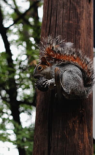 squirrel, mexico, city, socket, painting, tourist, history, nature, animal themes, tree, animal, animal wildlife, wood - material, animals in the wild, one animal, focus on foreground, no people, vertebrate, mammal, plant, day, close-up, tree trunk, rodent, trunk, branch, outdoors, wooden post, 4K, CC0, public domain, royalty free