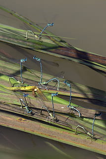 libellen, paring, water, geen mensen, natuur, dag, detailopname, focus op de voorgrond, ongewerveld, buitenshuis, metaal, fabriek, selectieve aandacht, hout - materiaal, hoge hoekmening, insect, groep dieren, dier, dieren in het wild, dierlijke thema's, dierenleven, wijze van transport, 2K, CC0, publiek domein, royaltyvrij
