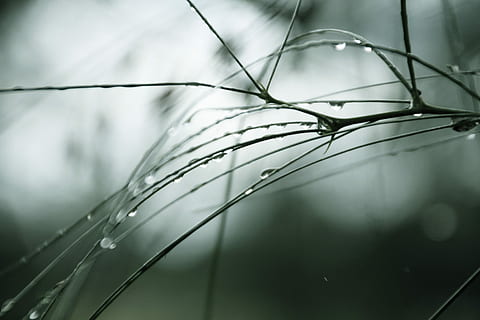 træ, fyrretræ, nåle, vand, natur, grannåle, plante, flora, dOF, vanddråbe, delikat, udendørs, dybdeskarphed, dråbe, våd, tæt på, ingen mennesker, regndråbe, selektiv fokusering, fokus på forgrunden, skønhed i naturen, vækst, abstrakt, dag, regn, græs, friskhed, dug, græsblad, 5K, CC0, offentligt domæne, royaltyfrie