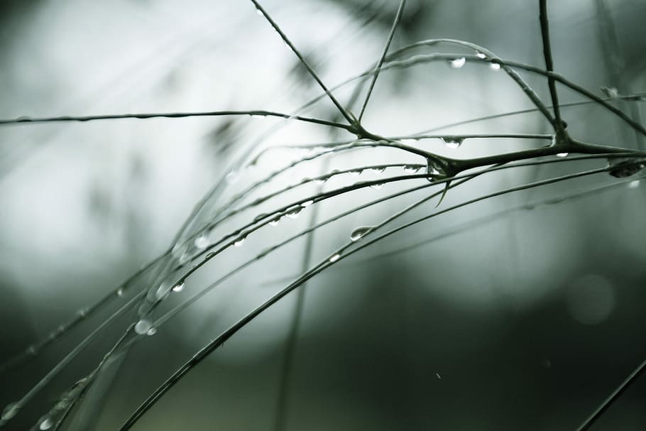 strom, borovice, jehly, voda, Příroda, jehličí, rostlina, flóra, dof, vodní kapky, delikátní, venkovní, hloubka pole, pokles, mokré, detail, nikdo, dešťová kapka, selektivní zaměření, zaměřit se na popředí, krása v přírodě, venku, růst, abstraktní, den, déšť, tráva, svěžest, rosa, stéblo trávy, 5K