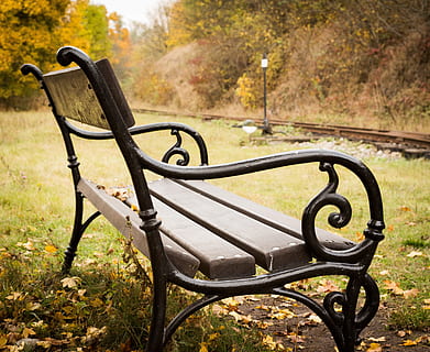 grau, Bank, umgeben, Bäume, Session, sitzen, Sitz, Park, Metall, Fokus auf den Vordergrund, Parkbank, Park - menschgemachter Raum, leeren, Natur, keine Leute, Pflanze, Gras, Tag, Abwesenheit, Herbst, Baum, Land, draußen, Feld, Ruhe, Schmiedeeisen, Rad, 4K, CC0, gemeinfrei, lizenzfrei