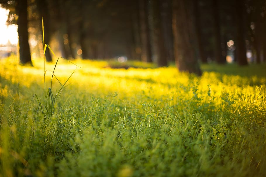 selectiu, focalitzar la fotografia, camp de gespa, plantes, herba, arbre, flor, raig de sol, bosc, fusta, naturalesa, estiu, llum, brillant, bokeh, llum solar, borrós, planta, terra, creixement, enfocament selectiu, camp, groc, bellesa a la natura, tranquil·litat, tronc, tronc de l'arbre, color verd, paisatge, cap gent, dia, a l'aire lliure, planta amb flors, 5K