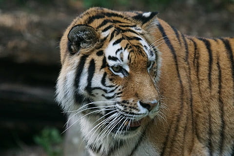 fokus fotografering, tiger, amurtiger, rovdyret, katt, rovdyr, siberian, farlig, se, dyrehage, dyreliv fotografering, portrett, ett dyr, dyr i naturen, dyreliv, fokusere på forgrunnen, dag, dyre temaer, hvit tiger, utendørs, ingen folk, stor katt, feline, dyr, pattedyr, stripete, dyr kroppsdel, dyr hode, nærbilde, Carnivora, utrydningstruede arter, værhår, undomesticated cat, aggresjon, 5K, CC0, offentlig domene, opphavsrett gratis
