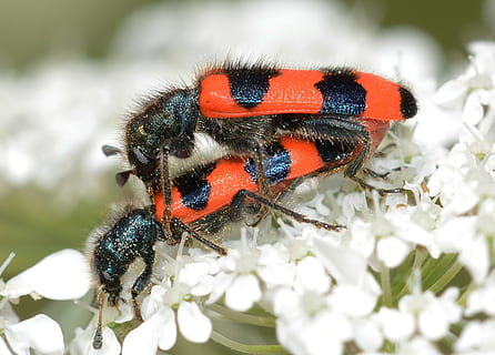 hmyz, brouci, trichodes, apiarius, trichodes, apiarius, spona, Příroda, makro, zvíře, detail, volně žijících živočichů, zvířata a domácí zvířata, zelená barva, zvířecí křídlo, květ, rostlina, jednoho zvířete, zvířata ve volné přírodě, zvířat, bezobratlý, brouk, nikdo, zaměřit se na popředí, selektivní zaměření, den, slunéčko sedmitečné, kvetoucí rostlina, venku, krása v přírodě, malý, 1080P, CC0, veřejná doména, bez autorských práv