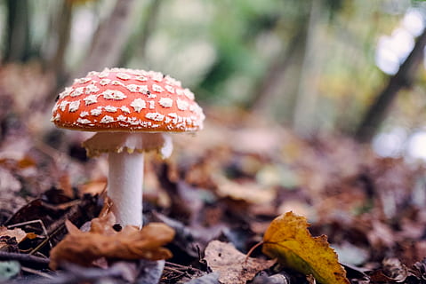 makro fotografija, oranžinė, grybai, dienos metu, krapštukas, miškas, lapai, grybelis, maisto, daržovių, ruduo, augalų dalis, žemės, augalų, pobūdį, sutelkti dėmesį į naujas žinias, medis, Iš arti, skrudinti agarinius grybus, augimą, raudona, nėra žmonių, dieną, Maistas ir gėrimai, nuodingas, pakeisti, 4K, CC0, Viešasis domenas, nemokamai