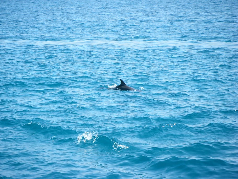 hav, delfin, blå, delfin, blå, hval, pattedyr, dyr, natur, dyreliv, Pukkelhval, vand, Cetacea, svømme dyr, hav liv, brud, et dyr, dyr i naturen, svømning, dyre temaer, vandpattedyr, hvirveldyr, undervands-, marine, havnefronten, fisk, skønhed i naturen, ingen mennesker, udendørs, 2K